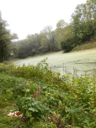 Pappelsee (Meindorf)-4