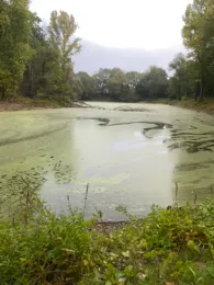 Pappelsee (Meindorf)-3