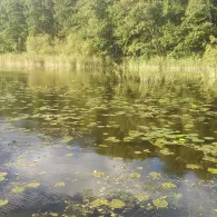 Kleiner Labussee (Wesenberg)-2