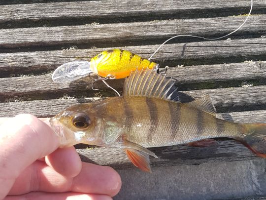 Dove Elbe (Hamburg-Moorfleet)-3