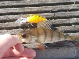 Dove Elbe (Hamburg-Moorfleet)-3