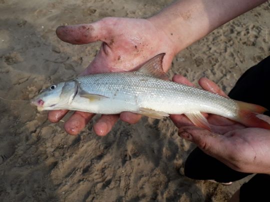 Dove Elbe (Hamburg-Moorfleet)-4