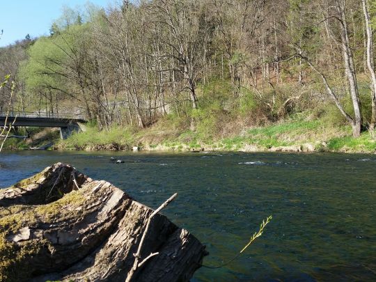 Neckar (Horb am Neckar)-4