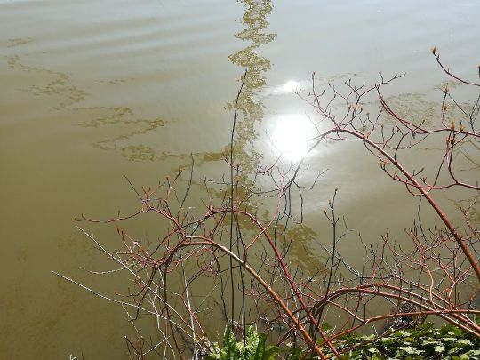 Kuhmühlenteich (Hamburg)-3