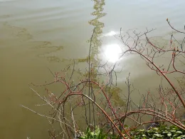 Kuhmühlenteich (Hamburg)-3