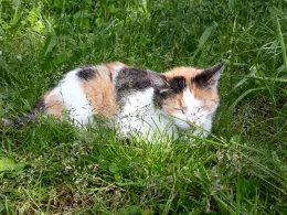 Speicherbecken Rachlau