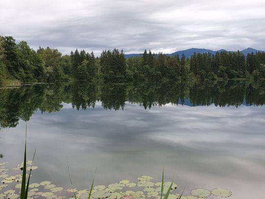 Wöhrsee (Rohrdorf)