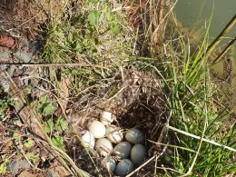 Langenbacher Weiher-0