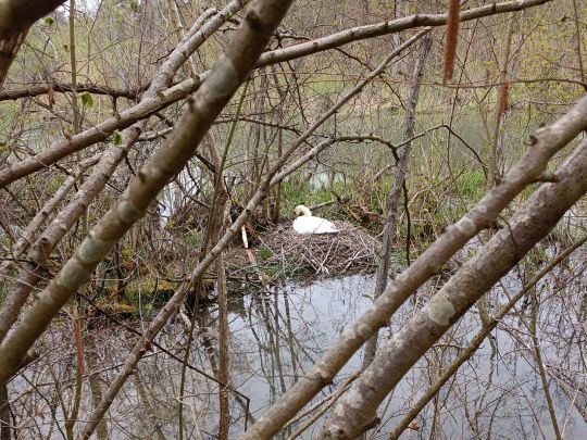 Waldschlut (Breisach)-1