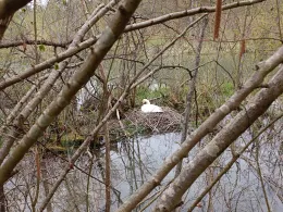 Waldschlut (Breisach)-1