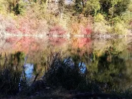 Waldschlut (Breisach)