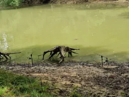 Roßteich (Ebersbach)