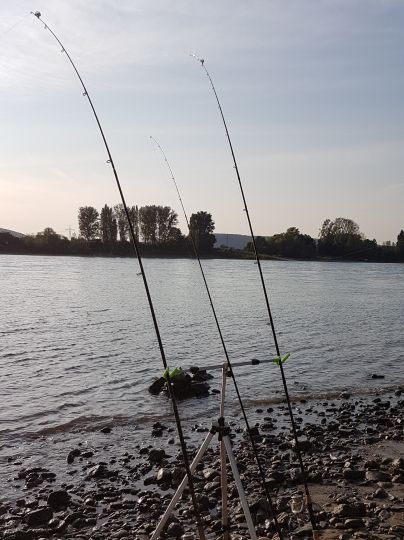 Rhein (Sinzig/Leubsdorf)-1