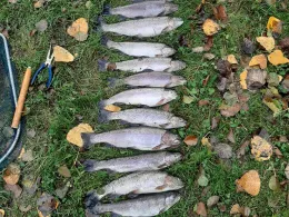 Angelteich Gemünden