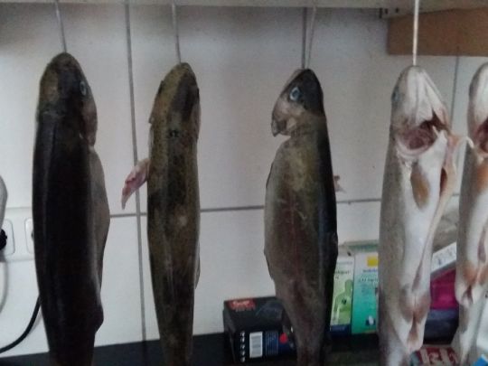 Angelteich Gemünden-1