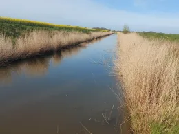 Nesserdeicher Aue-1