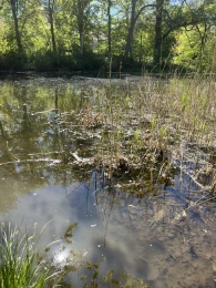 Parkteich Weßnig