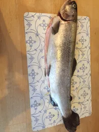 Nordsee (Sylt-Rantum)