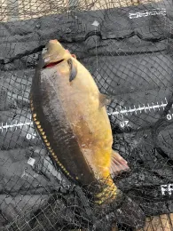 Lohbrügger Brack (Bentinbrack)-1