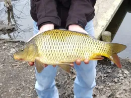 Lohbrügger Brack (Bentinbrack)-2
