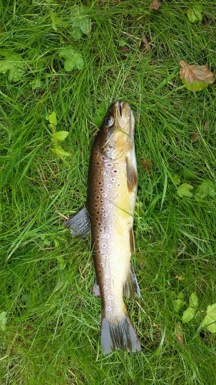 Trienzbach (Elztal)-0