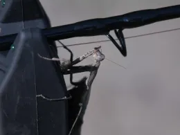 Kleinsee (Jänschwalde)-4