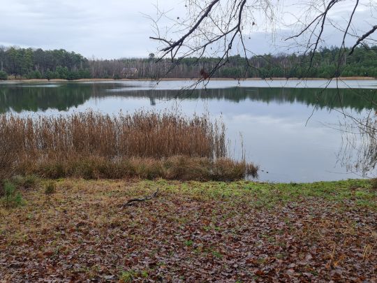 Kleinsee (Jänschwalde)-2