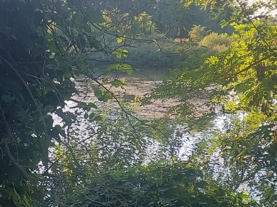 Holzplatzteich (Osternienburg)