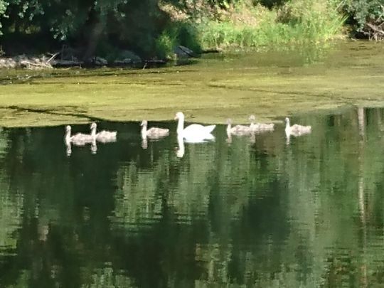 Saalealtarm Stollen Wettin-2