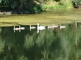 Saalealtarm Stollen Wettin-2