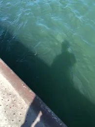 Rhein (Bingen/Rhein)