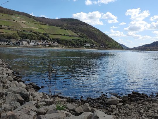 Rhein (Bingen/Rhein)-4