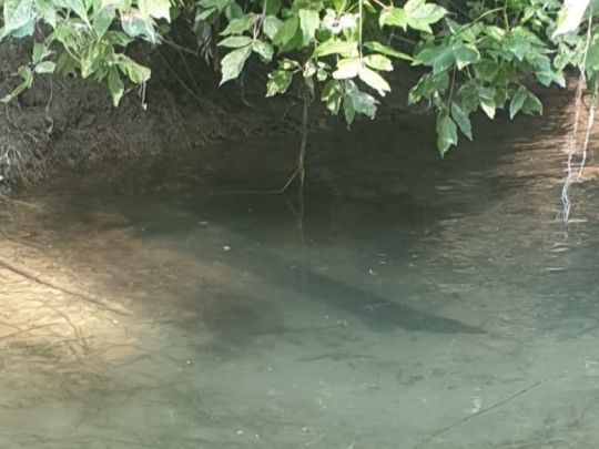 Rhein (Bingen/Rhein)-2