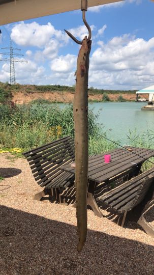 Main (Elsenfeld/Obernburg)-2