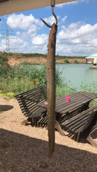 Main (Elsenfeld/Obernburg)-2