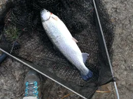 Petriweiher (Königsbrunn)-1