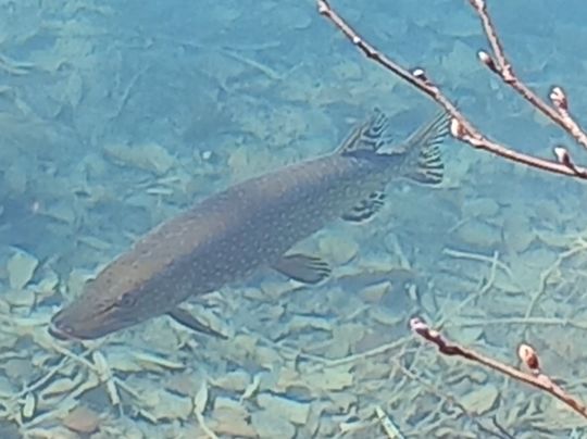 Petriweiher (Königsbrunn)