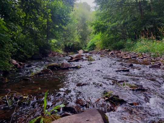 Freiberger Mulde (Weißenborn/Erzgebirge)-1