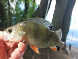 Tiefe Wiese Zwenkau-3