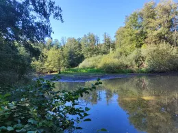 Holzteich Buchwäldchen-1