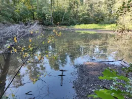 Holzteich Buchwäldchen-2