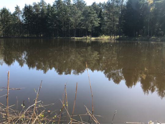 Rehfeldteiche
