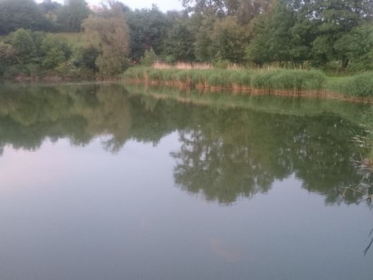 Angelhäuser Teich (Arnstadt) ALLE ANGELN