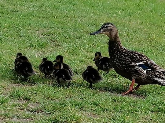 Angelhäuser Teich (Arnstadt)-4