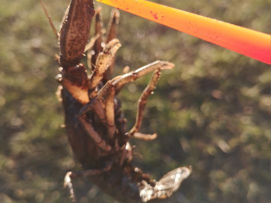 Elbe-Lübeck-Kanal (Berkenthin)-3