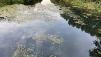 Kalflak (Emmericher Eyland)