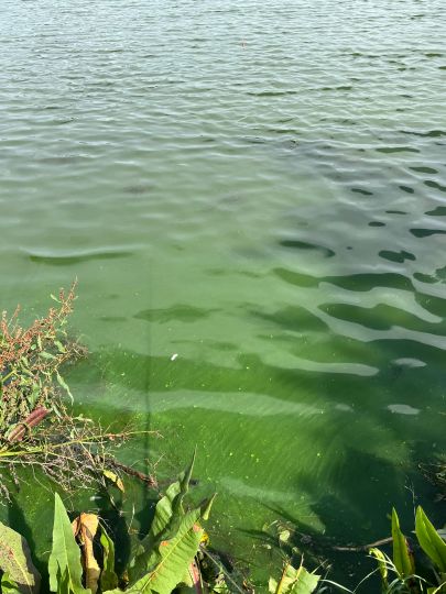 Kolk Oldersumer Neuland-3