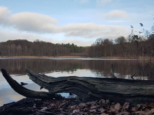 Bogensee (Lanke)-2
