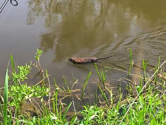 Altmühl (Kinding)-3