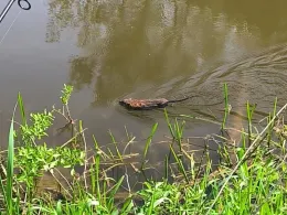 Altmühl (Kinding)-3